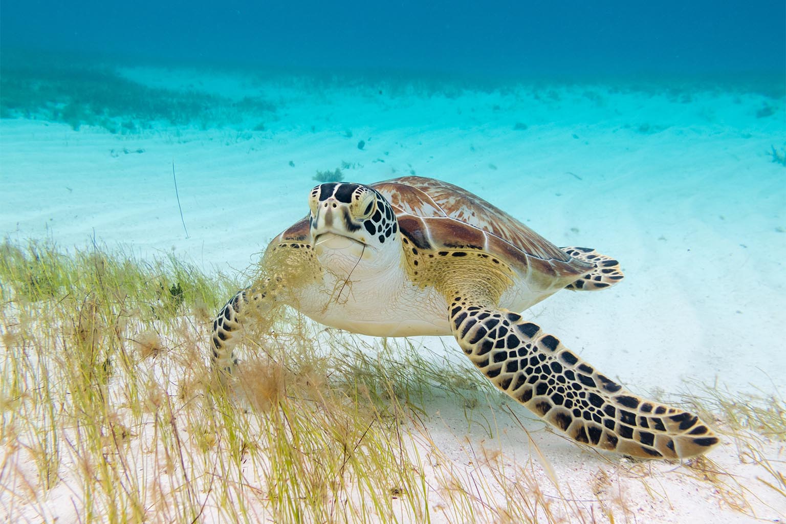 Akumal y snorkel